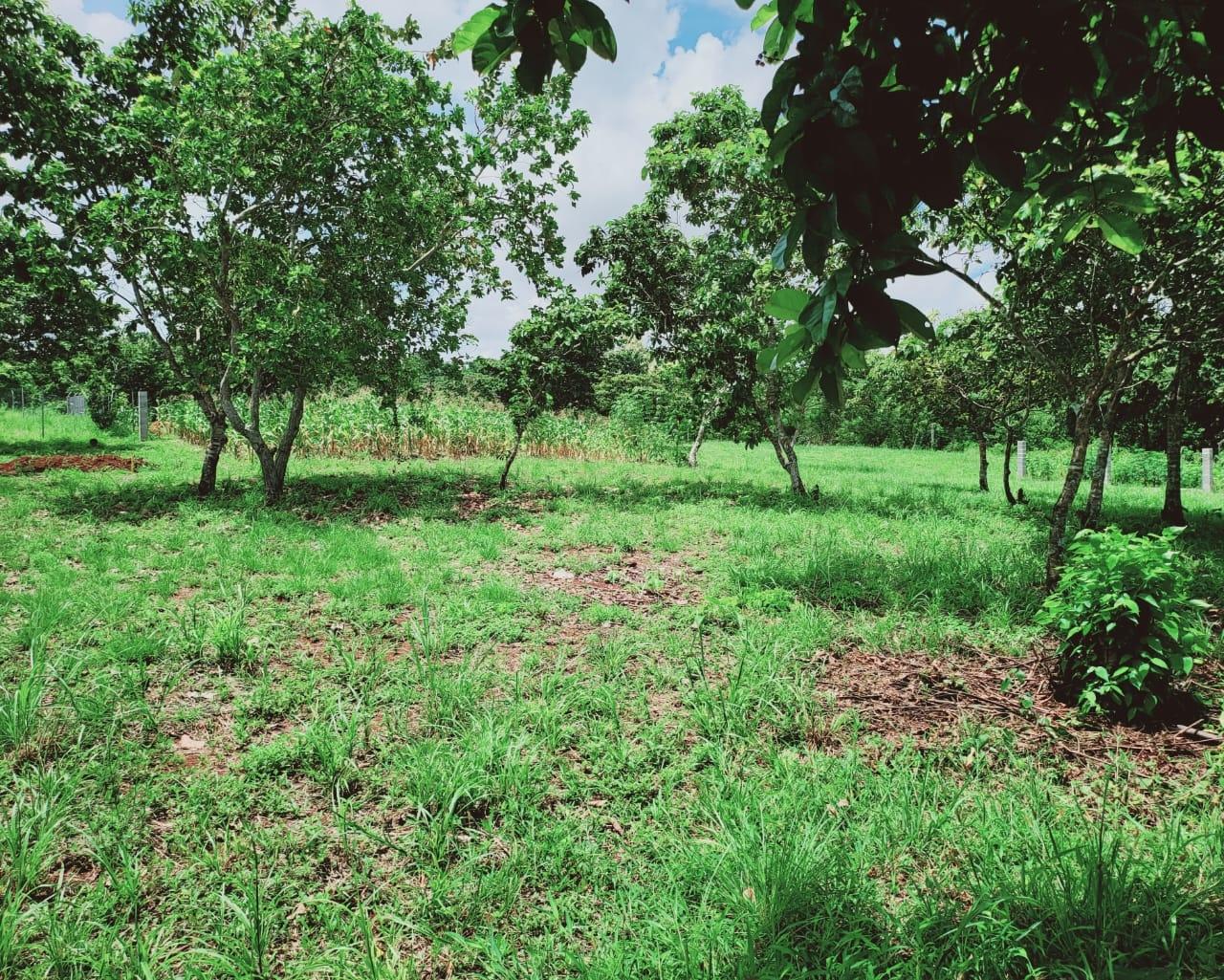 res-00004fcf-07.jpg