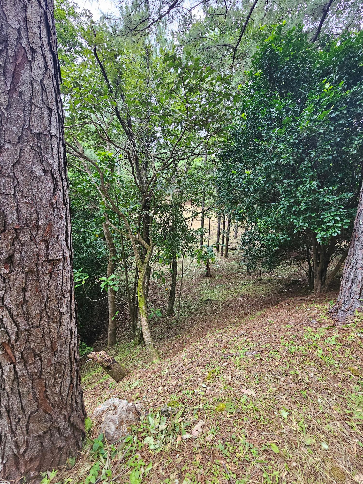 res-000055ee-10.jpg