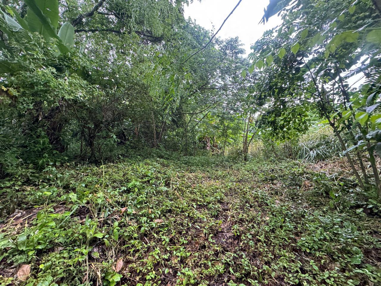 res-00005a51-04.jpg