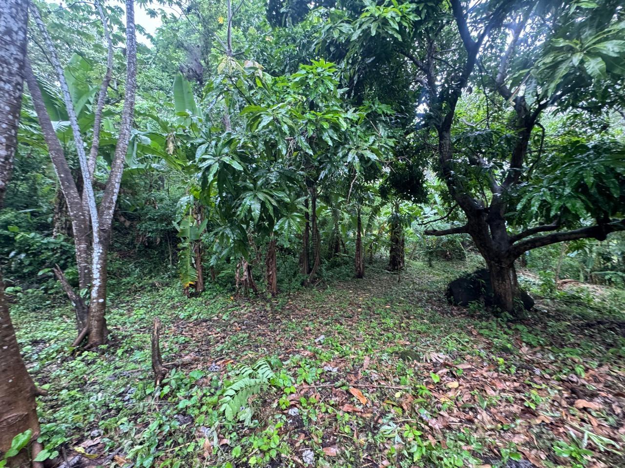 res-00005a51-06.jpg