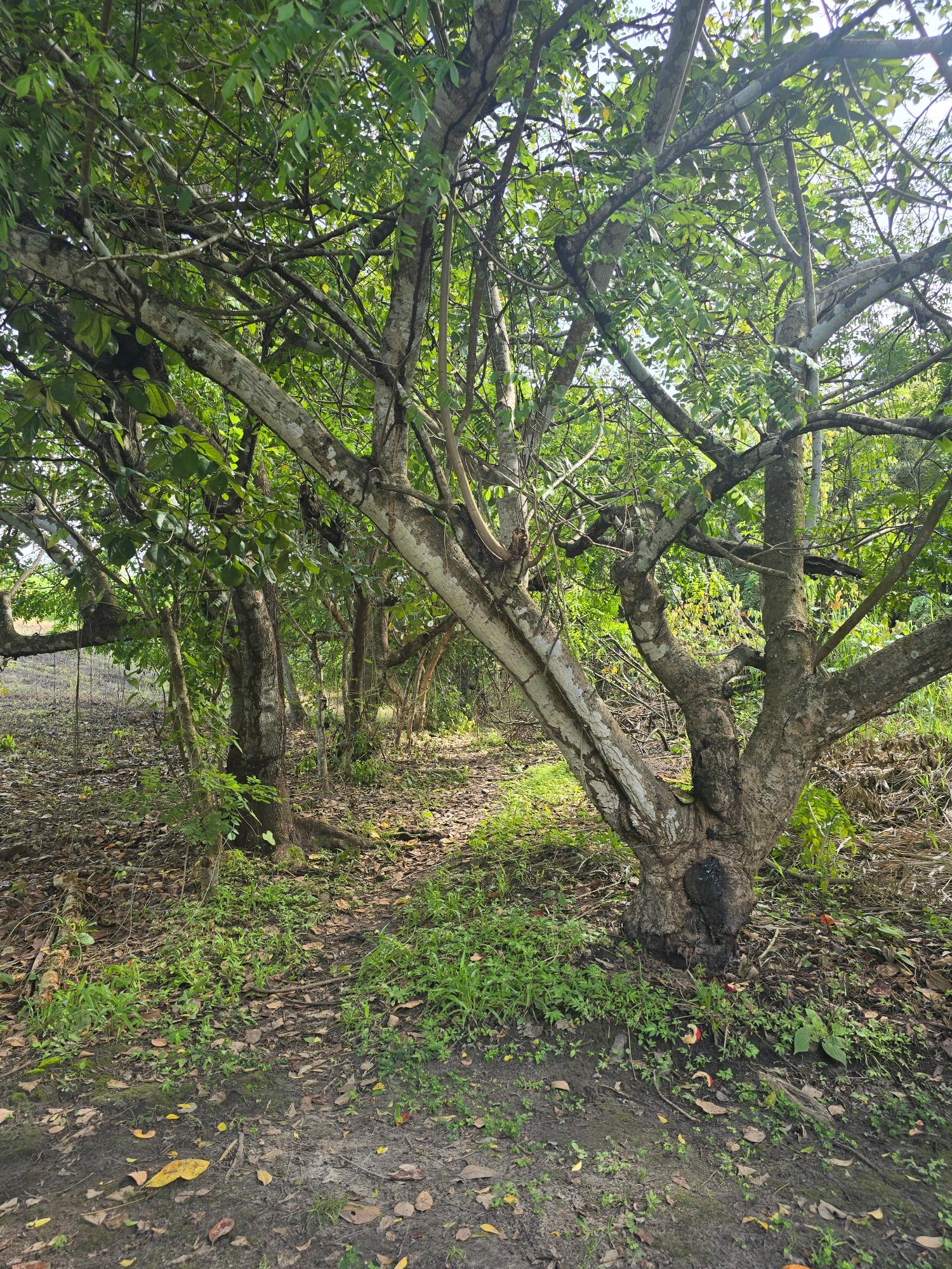 res-00005c5c-05.jpg