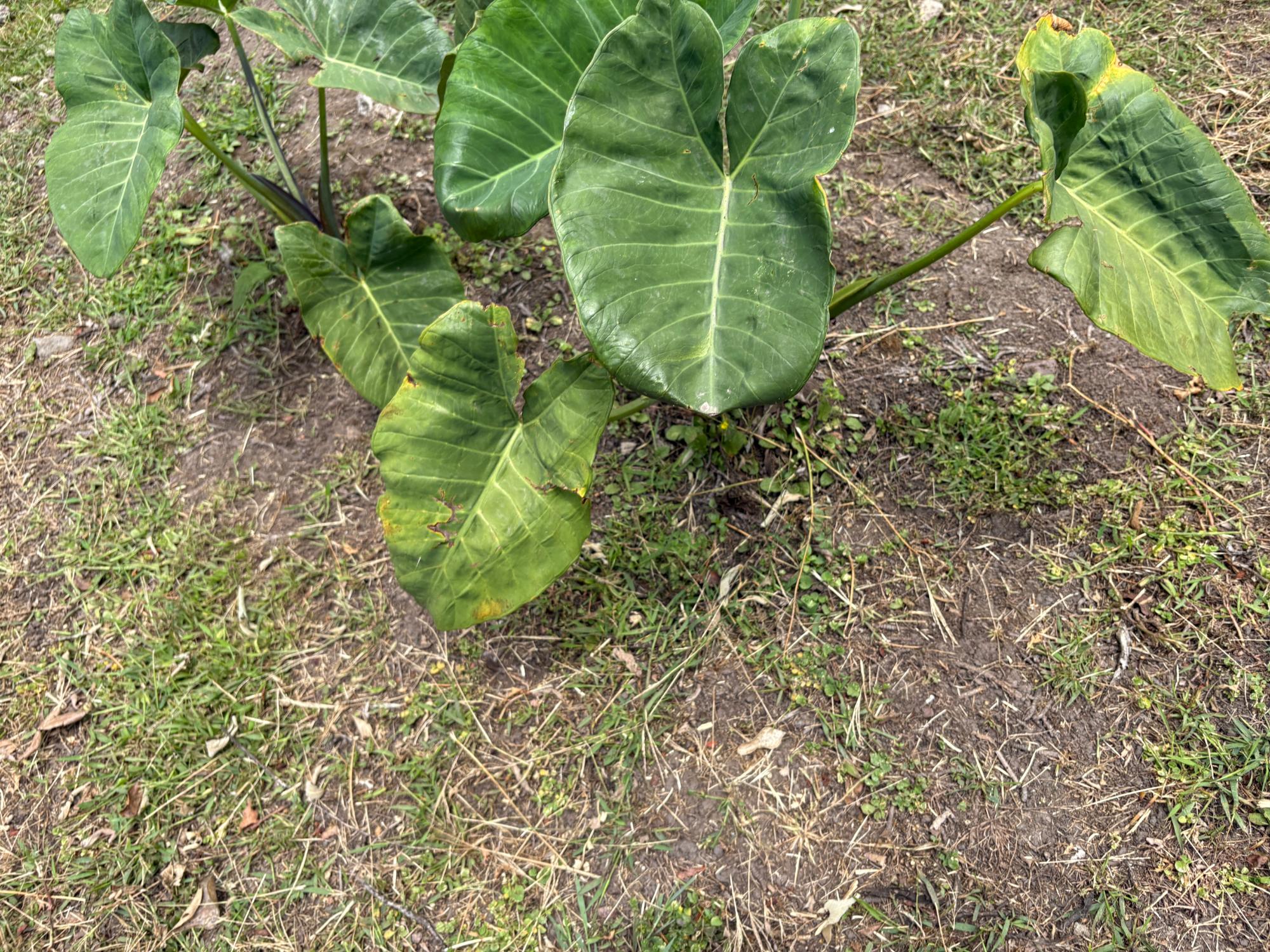 res-00005c91-17.jpg
