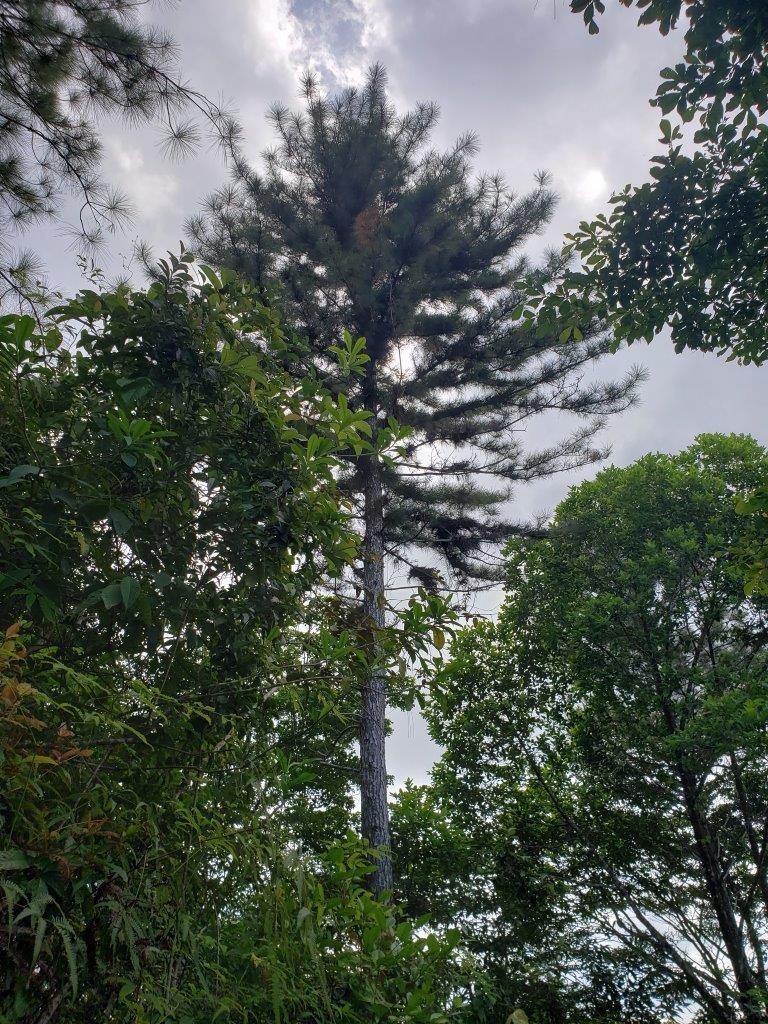 res-000060d0-11.jpg