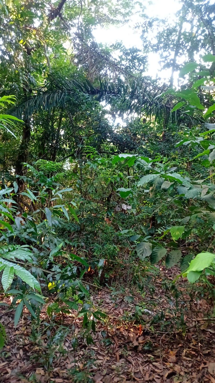 res-00006118-02.jpg