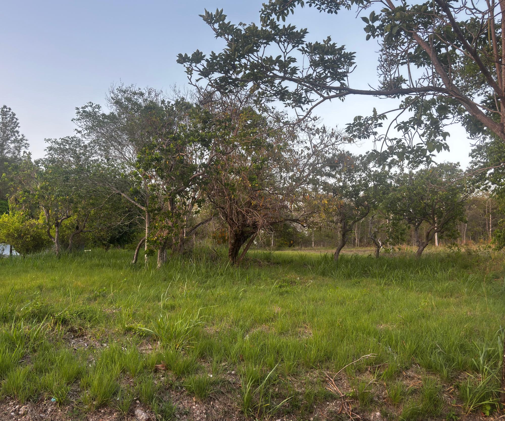 res-0000617a-05.jpg