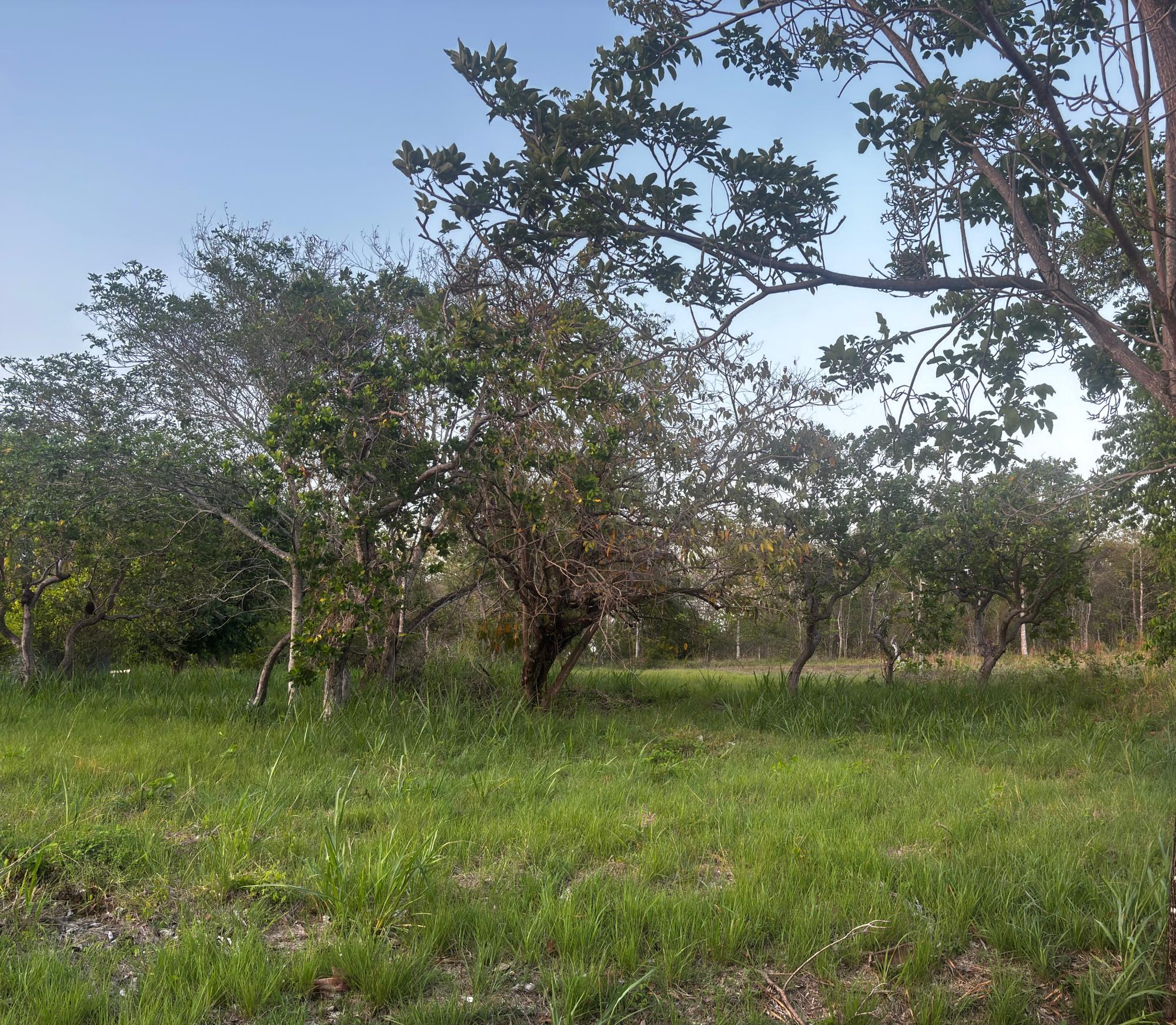 res-0000617a-06.jpg