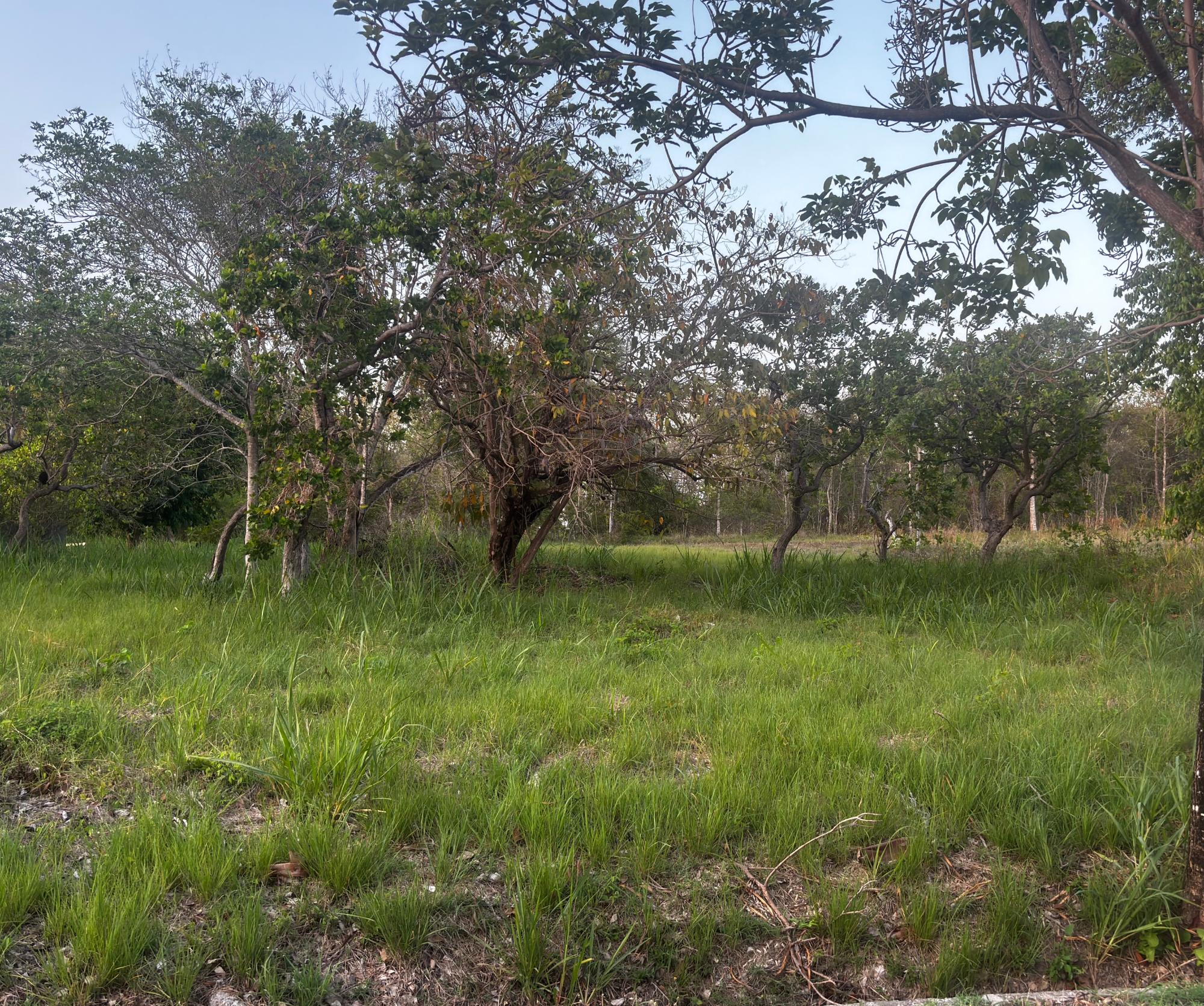 res-0000617a-08.jpg