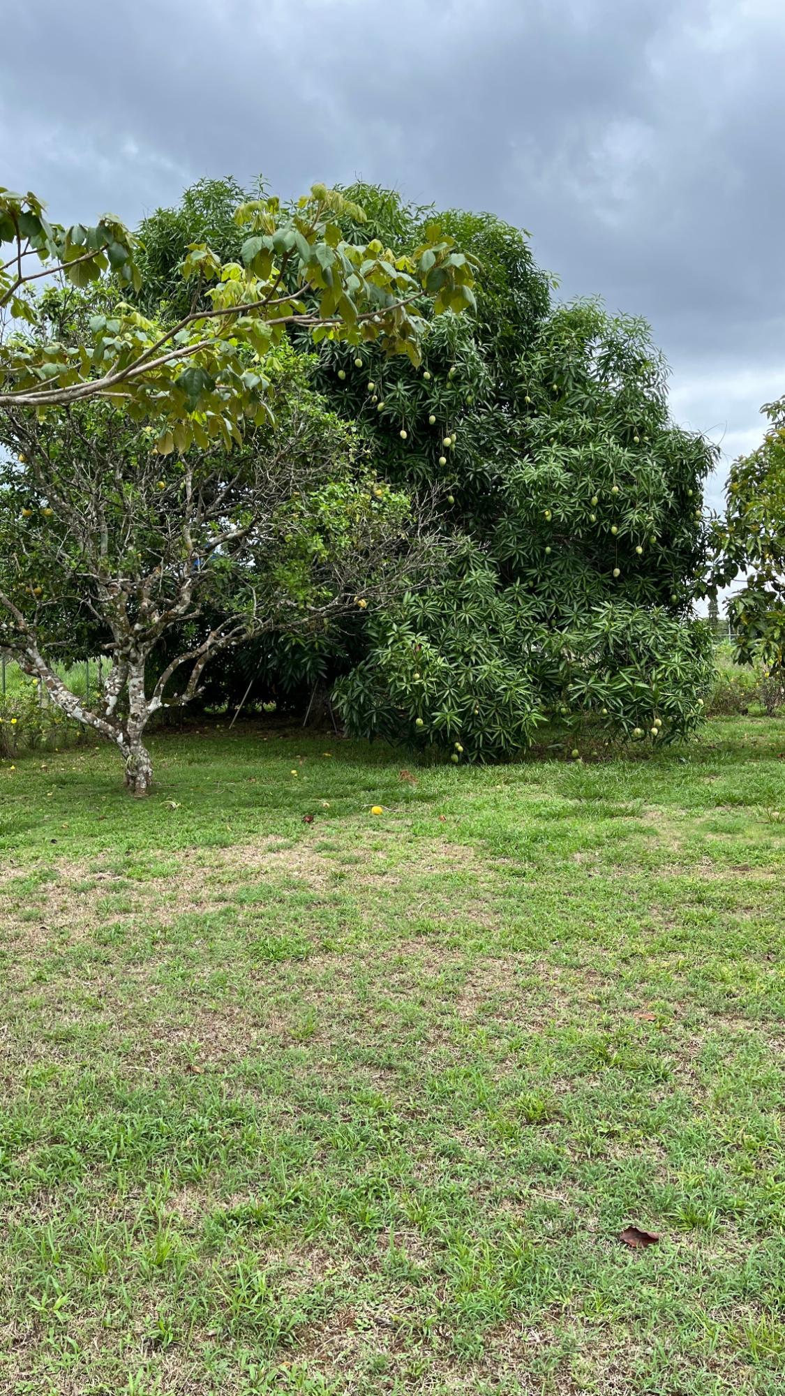 res-000061de-02.jpg