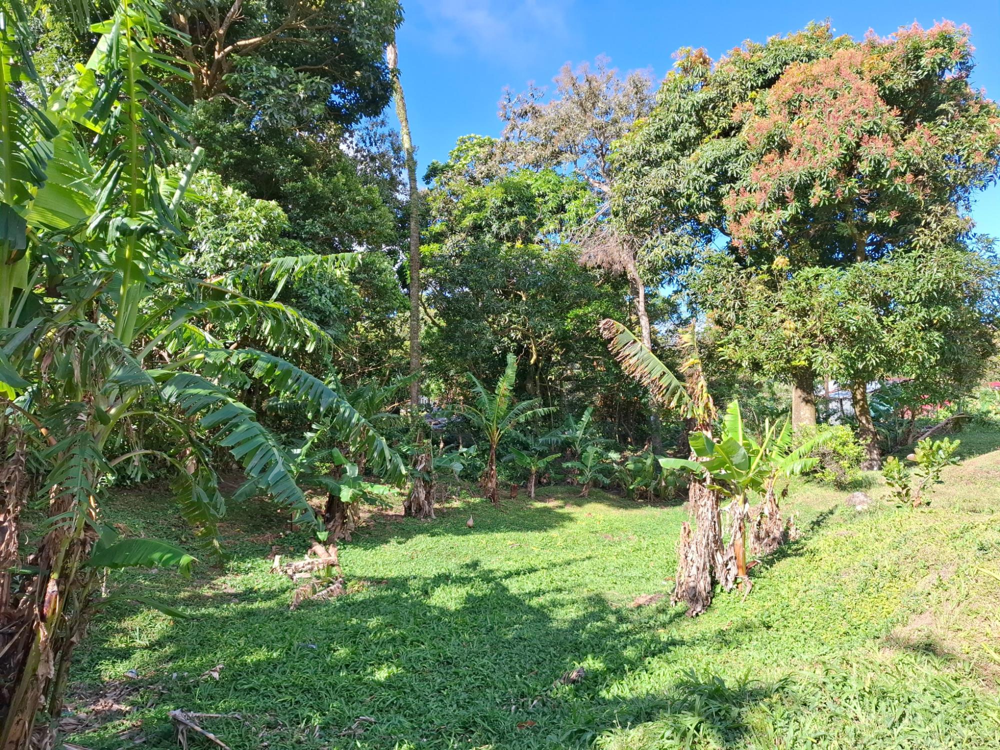 res-00006226-10.jpg