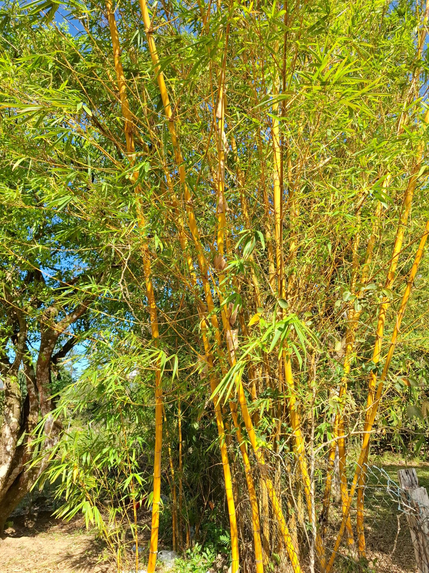 res-00006226-14.jpg