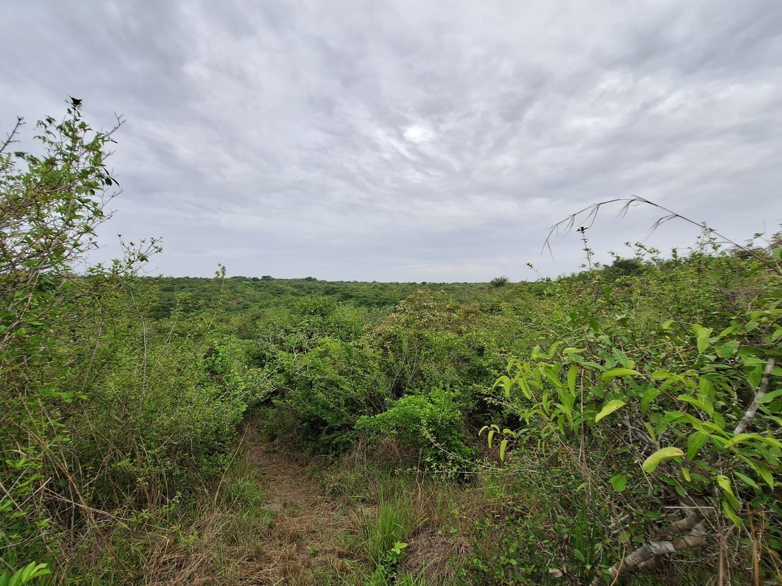 res-00006316-07.jpg
