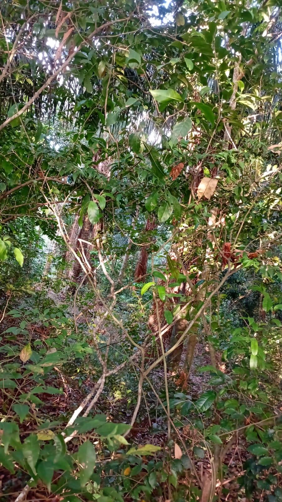 res-00006118-10.jpg