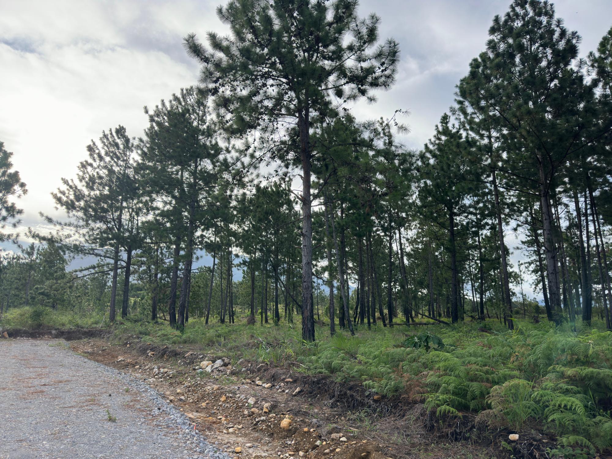 res-00006416-11.jpg