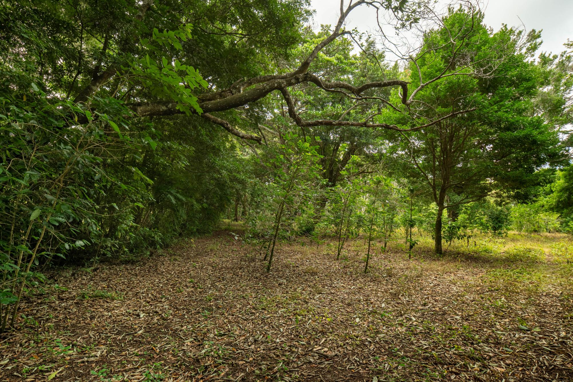 res-00006444-05.jpg