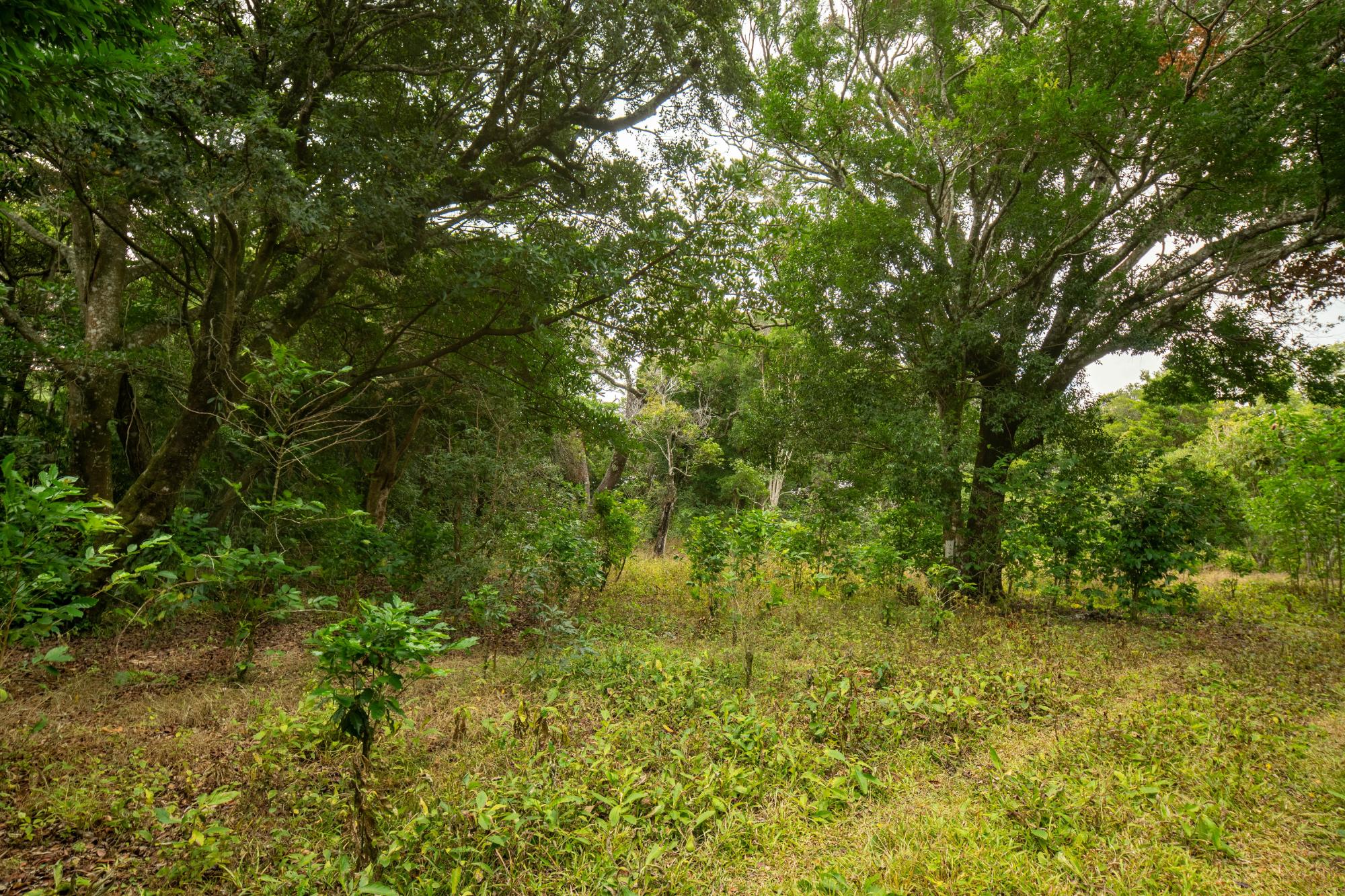 res-00006444-09.jpg