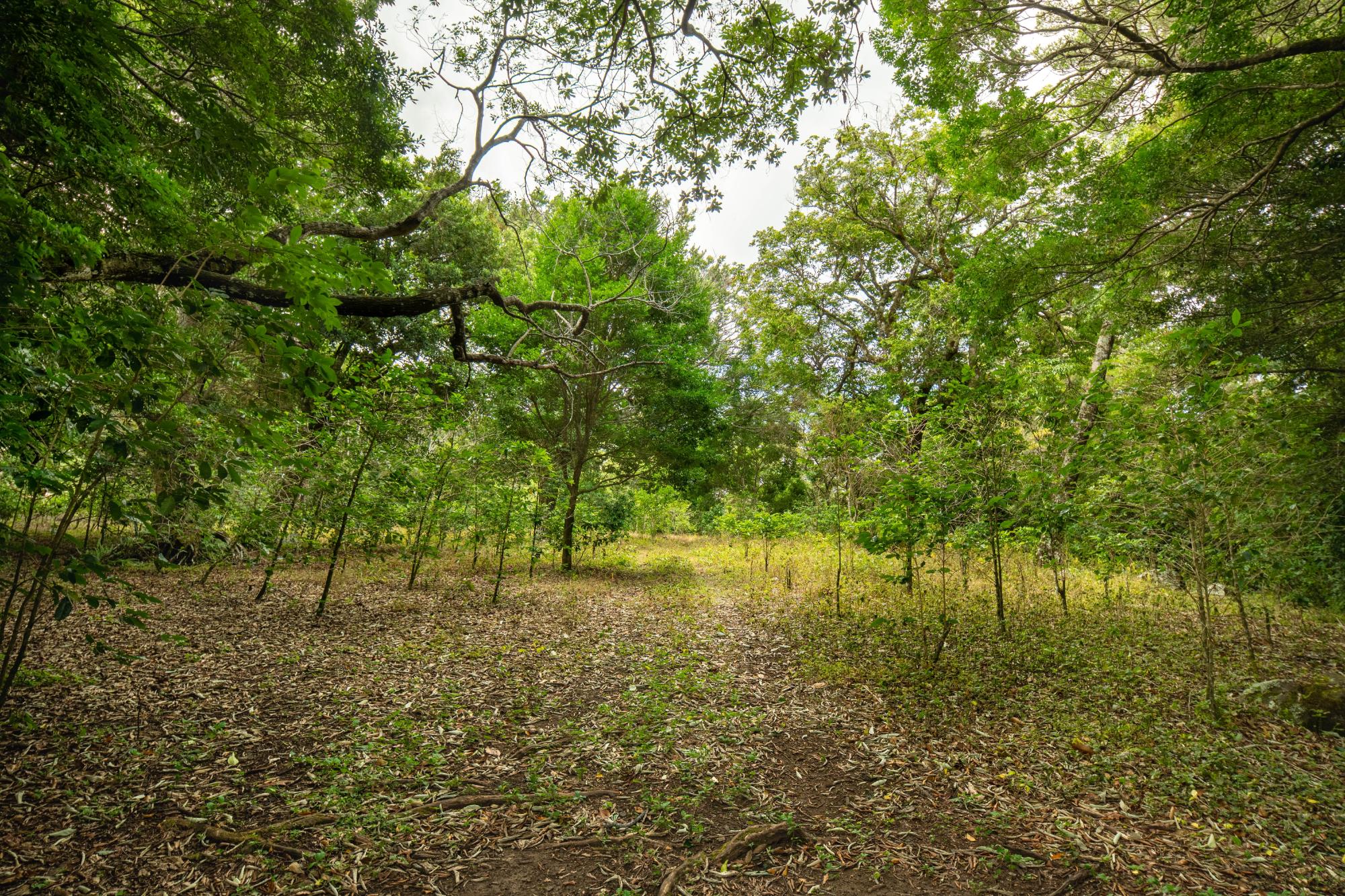 res-00006444-12.jpg