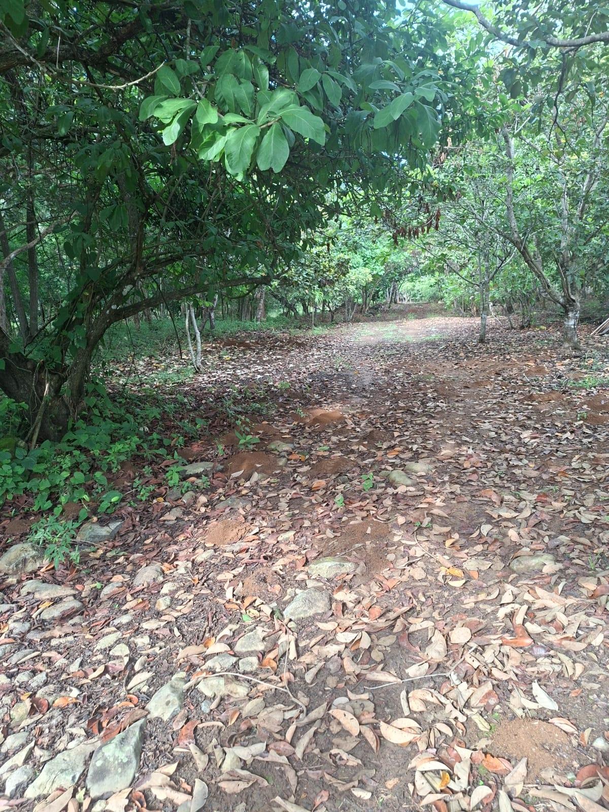 res-00006549-06.jpg