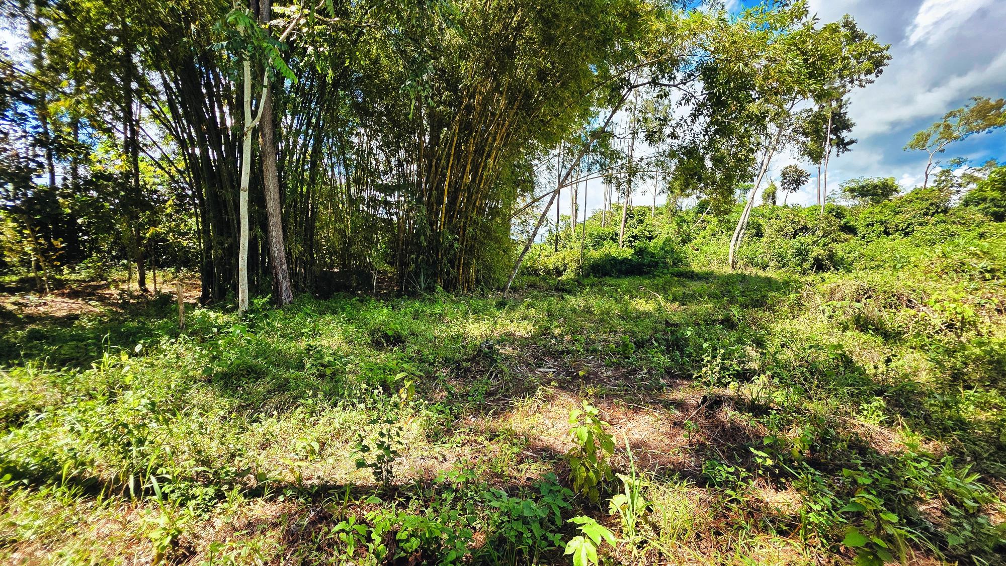 res-00006568-05.jpg