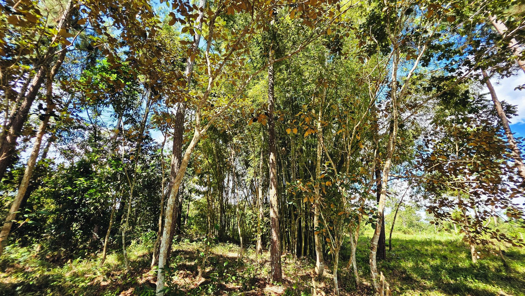 res-00006568-08.jpg