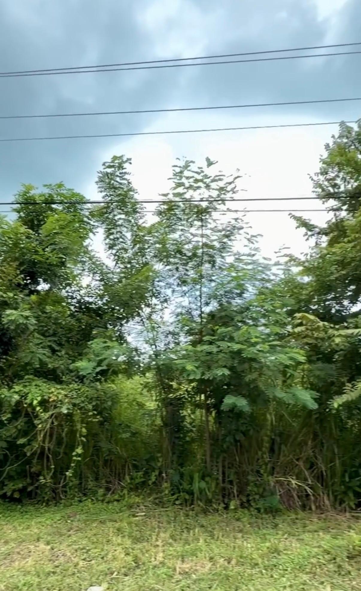 res-00006581-05.jpg