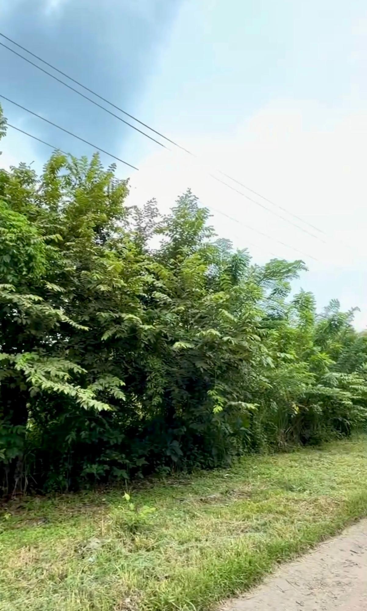 res-00006581-06.jpg