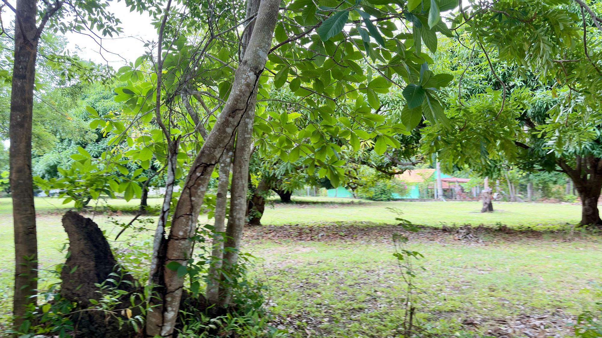 res-00006583-05.jpg