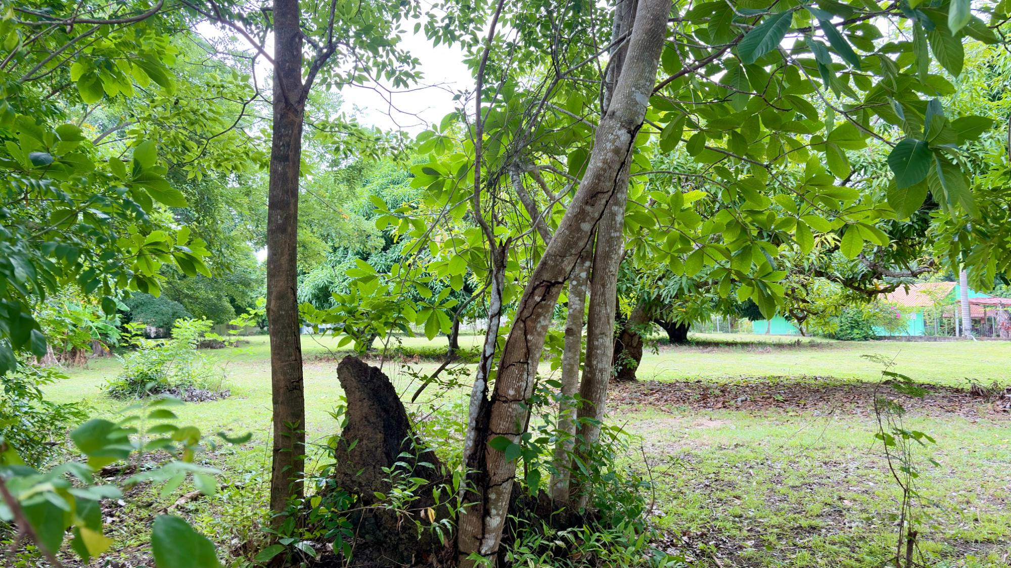res-00006583-06.jpg