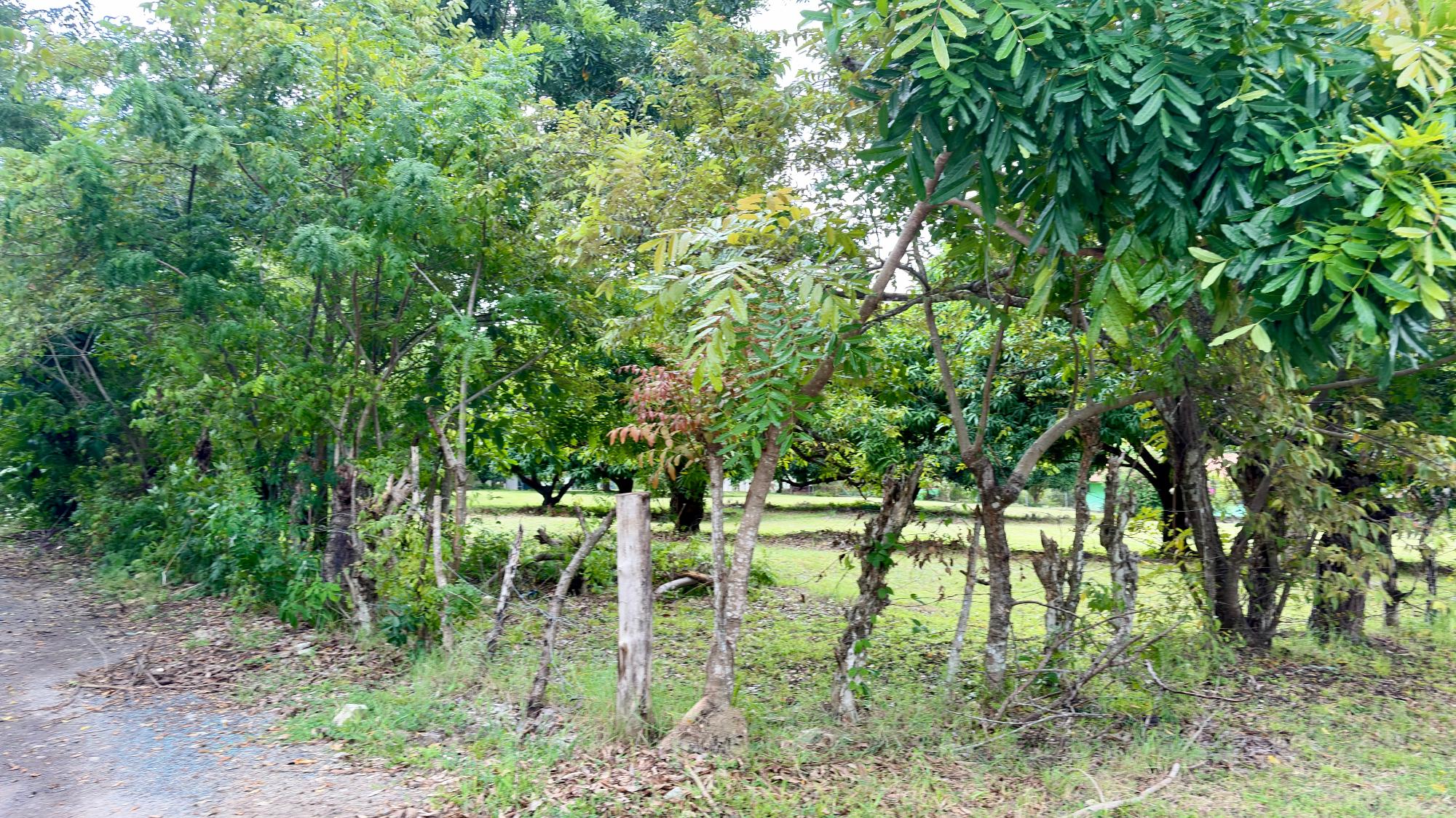 res-00006583-07.jpg