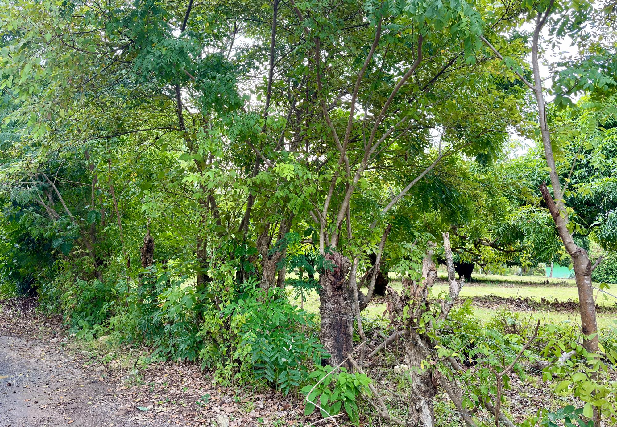 res-00006583-09.jpg