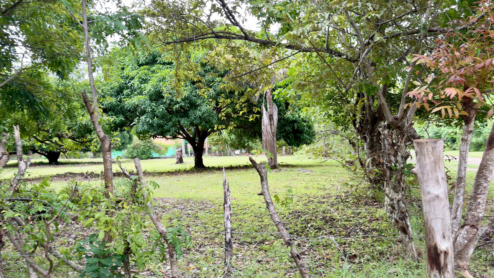 res-00006583-11.jpg