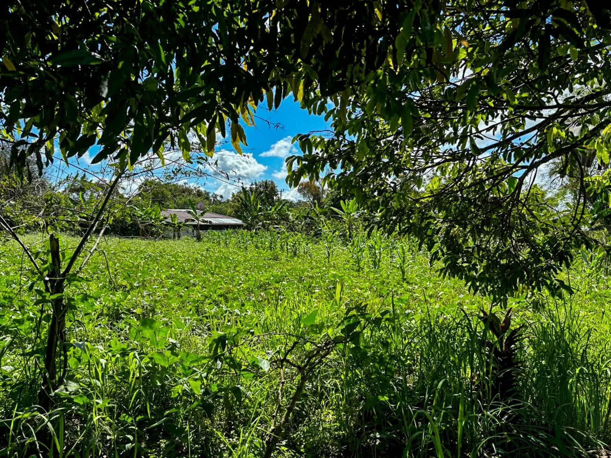 res-00006604-04.jpg