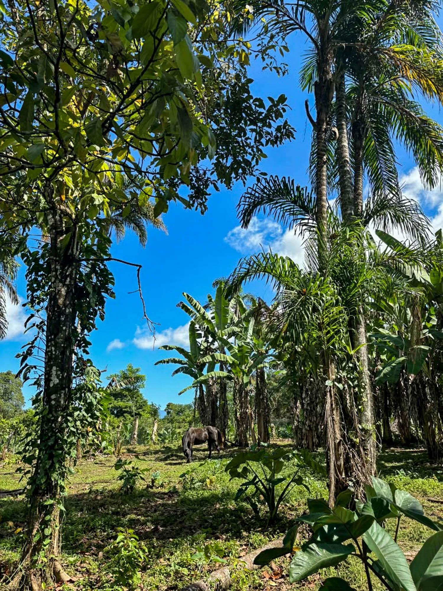 res-00006604-05.jpg
