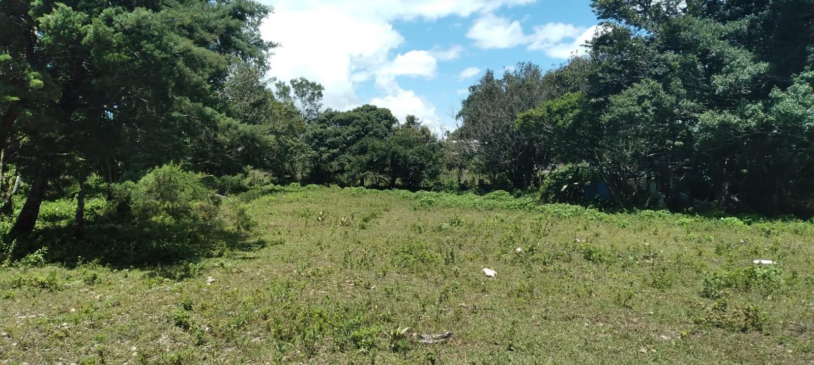 res-00006606-02.jpg