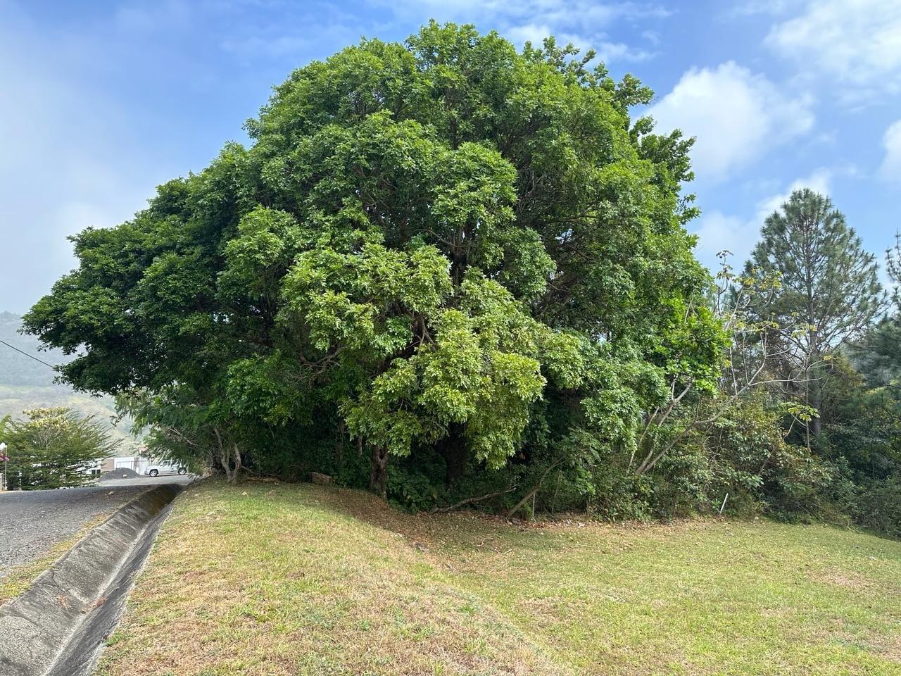 res-00006635-08.jpg